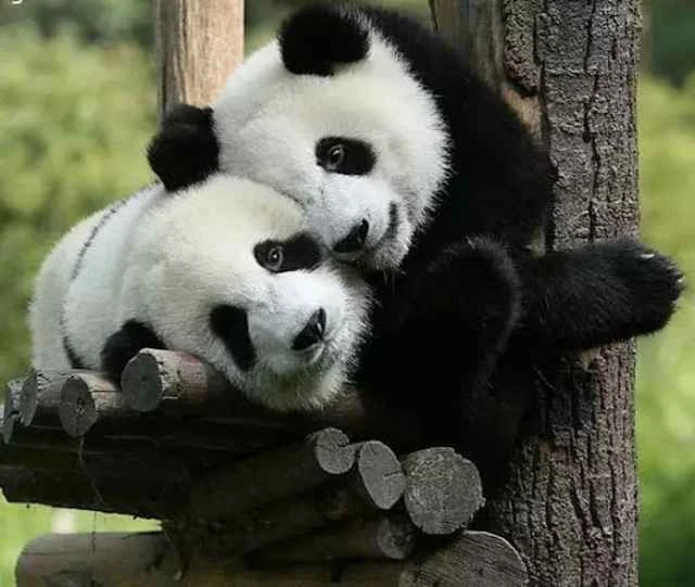 甘肃大熊猫（Ailuropoda melanoleuca）