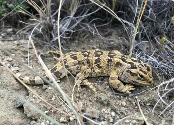 Animales of Patagonia - Lagarto cabezón