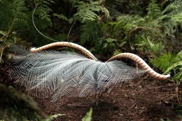 The lyrebird – a natural "mimicry genius".