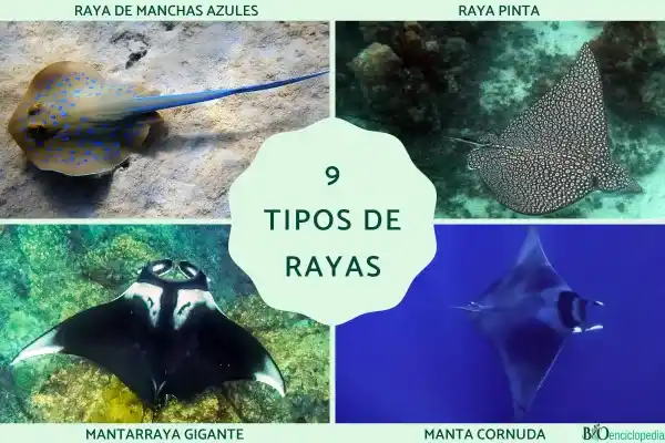 Nine species of rays: Names, characteristics, and habitats