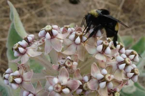 The endangered Bombus crotchii, a species of wasp in Baja California.