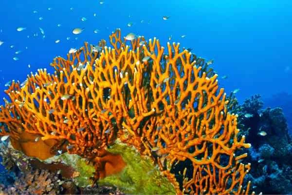 Fire coral introduction and sting treatment: What is fire coral? How painful is a sting from it?