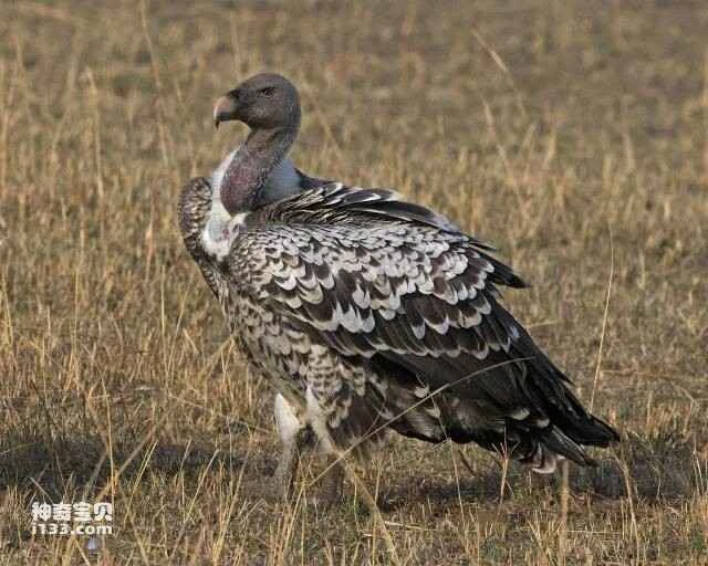 Which of the world's ten highest-flying birds are the ones that crash into airplanes?