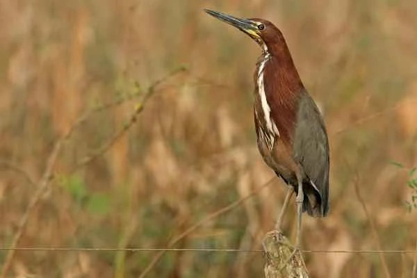 Grey heron species - Red-headed Grey Heron