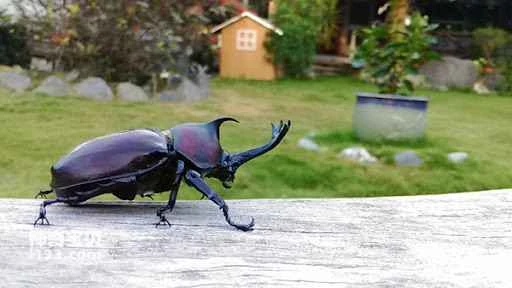 Detailed introduction and living habits of rhinoceros beetles