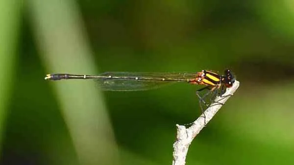 The fastest flying insect on Earth