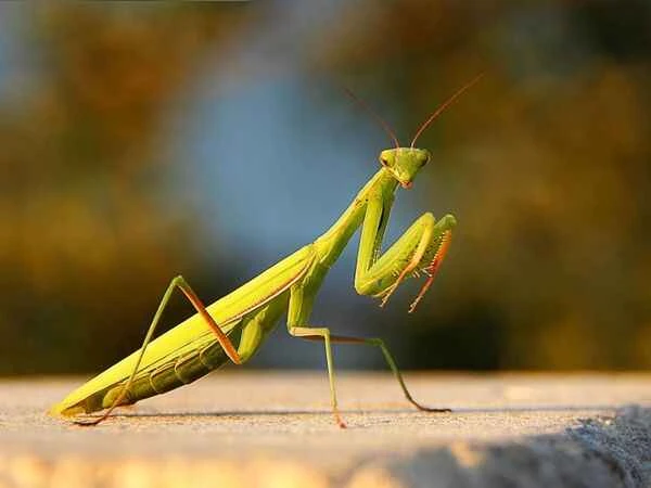 How aggressive are praying mantises? Understanding their attack habits