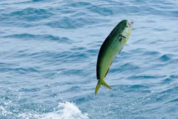 Pelagic Fishes: What They Are, Characteristics, and Examples - Dorado