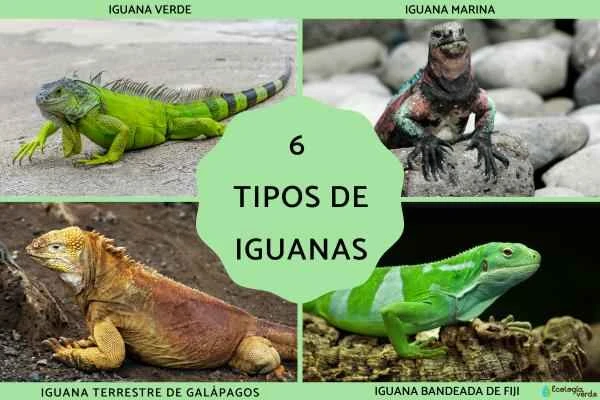 Classification, names and pictures of 6 iguana species
