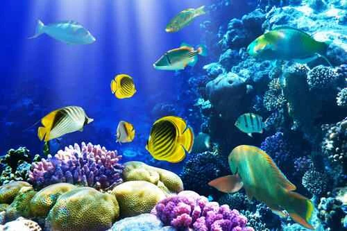 Marine animals that humans cannot touch: Deadly dangers in the ocean