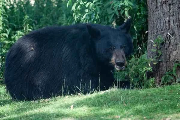 Bear species - American black bear (Ursus americanus)
