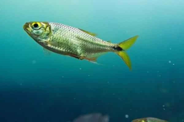 Animals en peligro de extinción en Puebla - Sardinita de Tehuacán (Astyanax tehuacanensis)