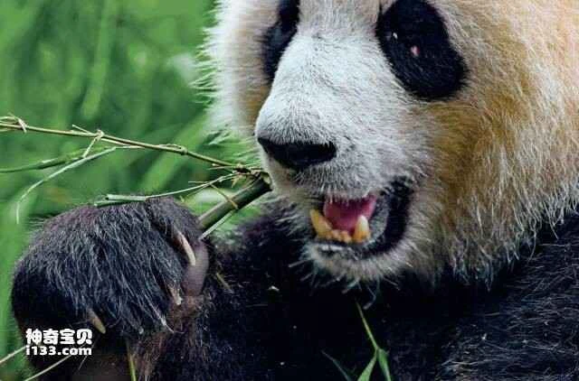 Why do pandas like to eat bamboo?