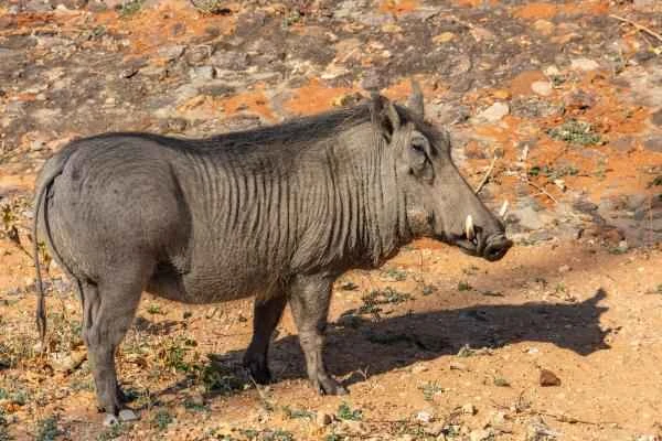 Animales cuadrúpedos: ejemplos y lista - Jabalí (Sus scorfa)