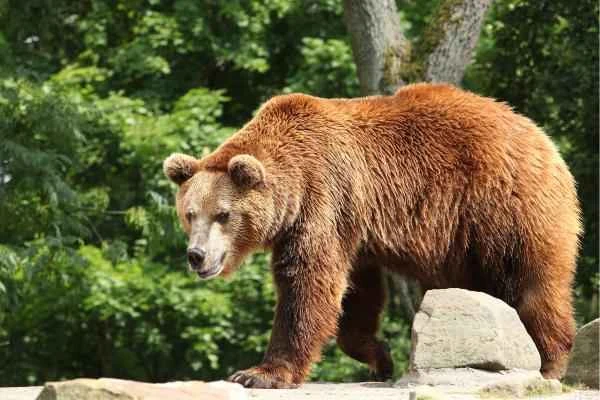 Animales más peligrosos en España - Oso pardo