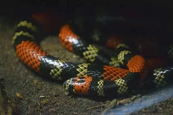 Argentine reptiles - Coral snake
