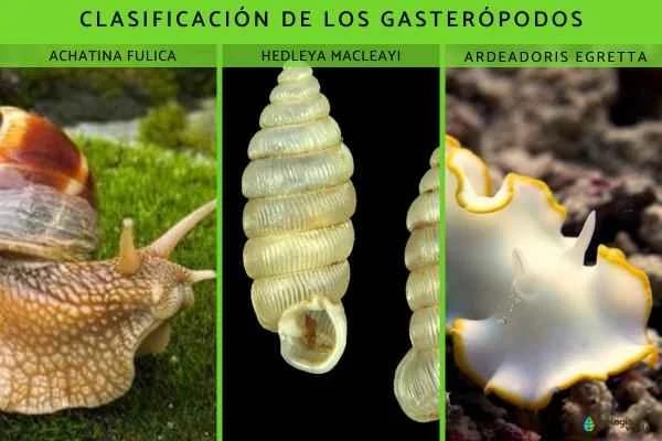 Quéson los gasterópodos: Tipos and características - Tipos de gasterópodos
