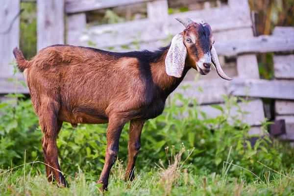 Tipos de cabras - Raza Nubian
