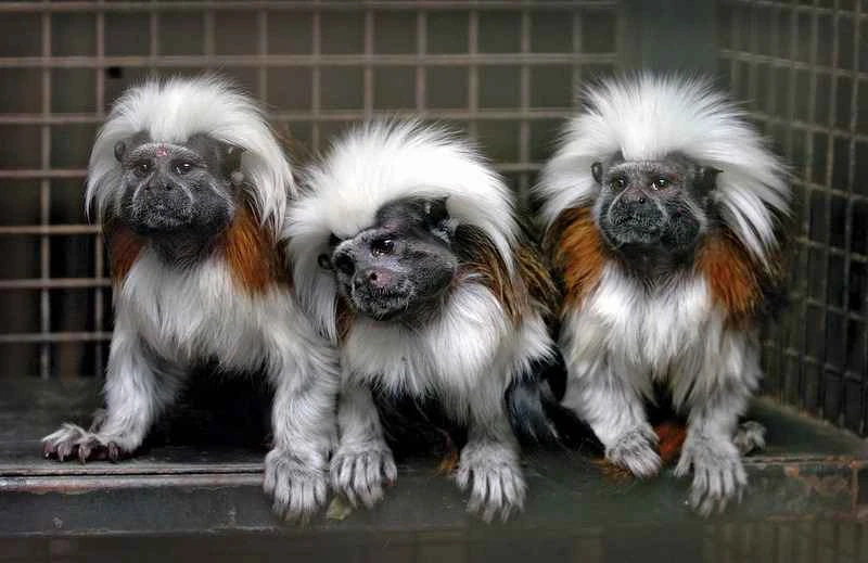 The world's ten cutest monkeys