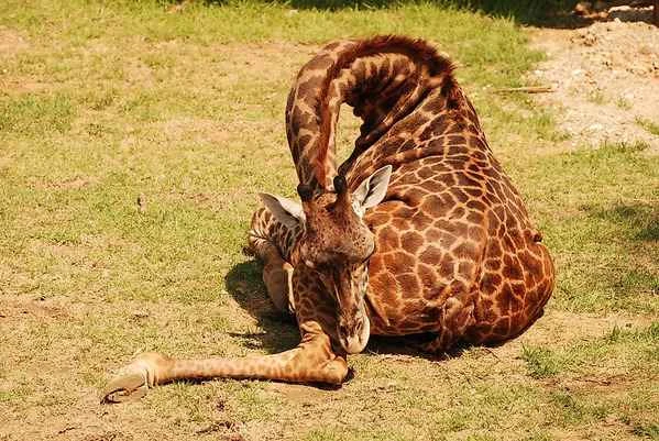 Why can't giraffes get up after falling? A comprehensive analysis from their physiology to their survival challenges.