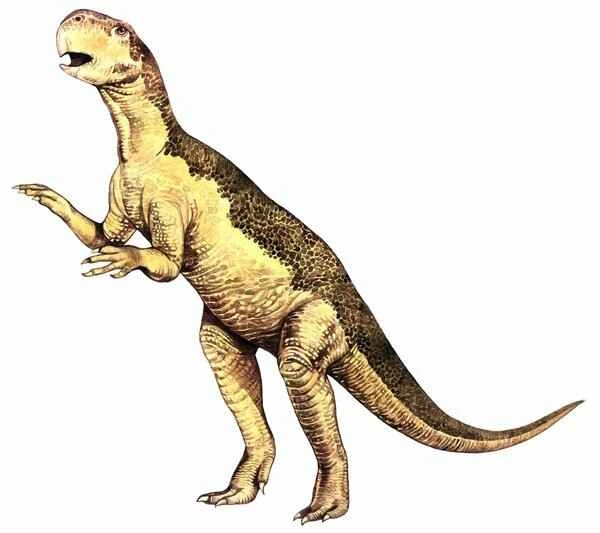 Dinosaur - Chinese Psittacosaurus