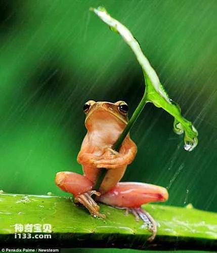 The frog clung tightly to a leaf to shelter from the rain.