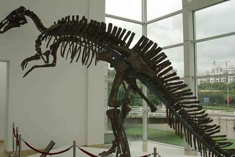 A Review of 9 Dinosaurs in China_A Grand View of 9 Chinese Dinosaurs