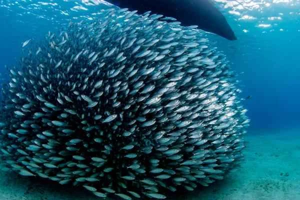 Unveiling the phenomenon of fish schools: Why do fish like to go in groups?