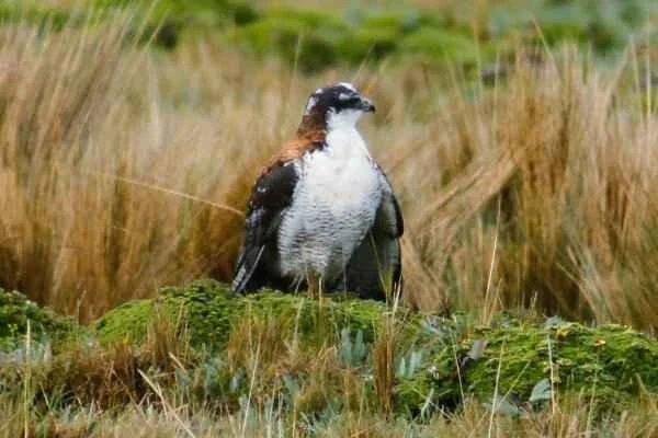 Animales de la sierra peruana - Gavilán puna (Geranoaetus poecilochrous)