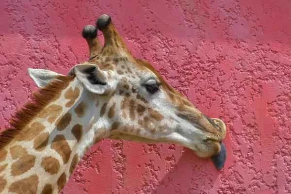 Animales con lengua azul - Jirafa (Giraffa spp.)