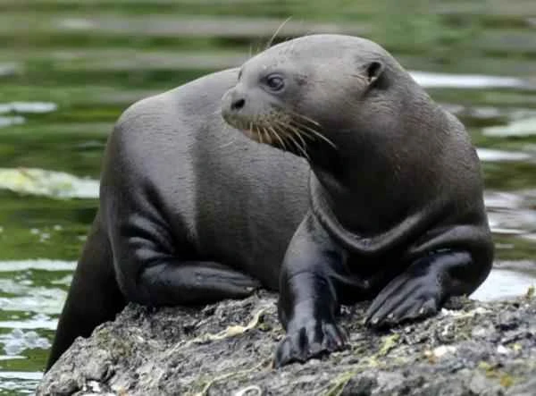 Animals in peligro de extinción in Uruguay - Nutria gigante