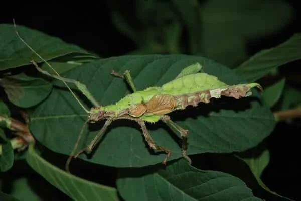 Animales con espinas - Ninfa de Fásmido malayo (Heteropteryx dilatata)