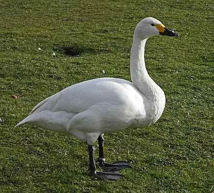 Detailed information on swans and their habits (detailed introduction)
