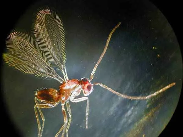 The smallest insect on Earth