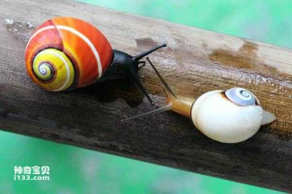 Top 10 most beautiful snails in the world