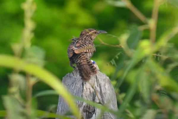Especies endémicas de Yucatán - Matraca yucateca (Campylorhynchus yucatanicus)