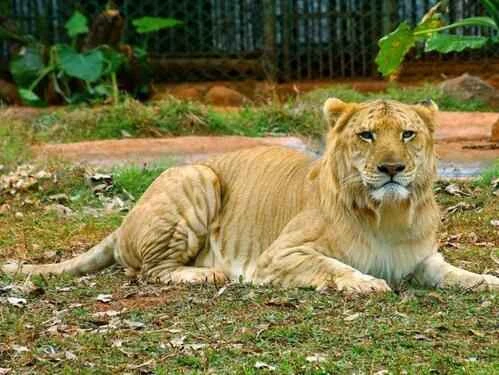 Animals that are artificially hybridized in the world