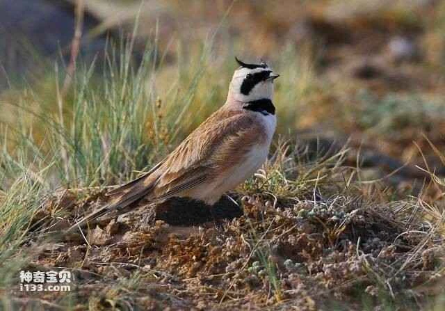 Top Ten Singers in the Animal Kingdom