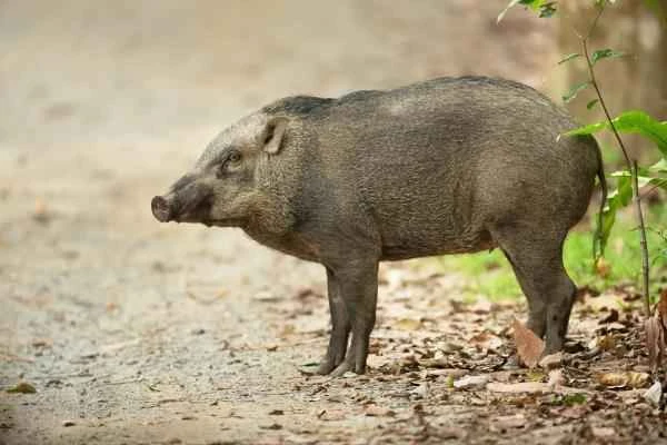 Wild Boar Species - Indonesian Wild Boar