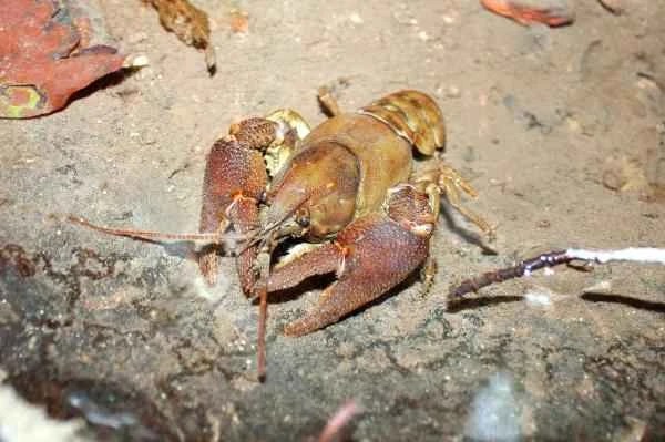 Crab species - European crayfish (Austropotamobius pallipes)