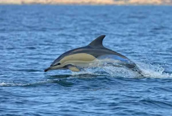 Delfines en peligro de extinción - Delfín común subespecie del Golfo de Corinto
