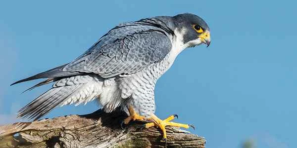 What is the protection level of the peregrine falcon? Understanding the peregrine falcon's protection status and its significance.
