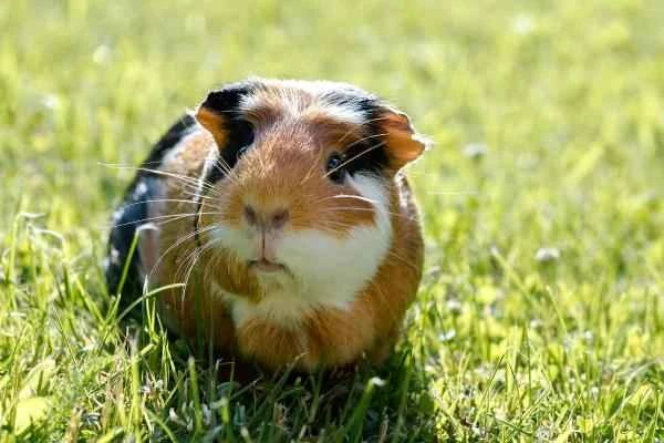 Animales de la sierra peruana - Cuyo (Cavia porcellus)