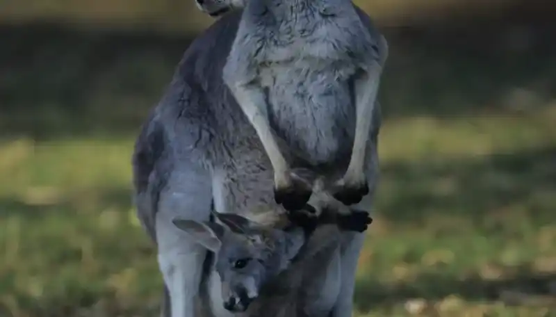 List of marsupials: A Guide to Marsupial Mammals