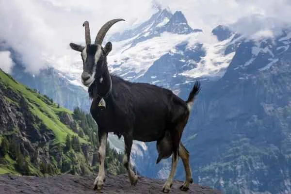 Tipos de cabras - Raza Alpina