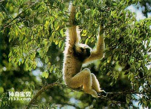 Characteristics of primates