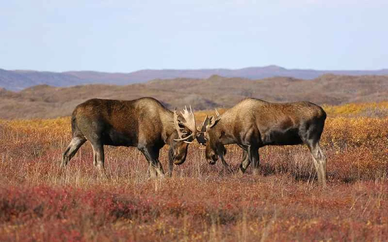 What animals live in the tundra? Exploring the biodiversity of the tundra ecosystem.