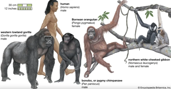 Exploring Hominidae: The Wonders and Mysteries of Primates
