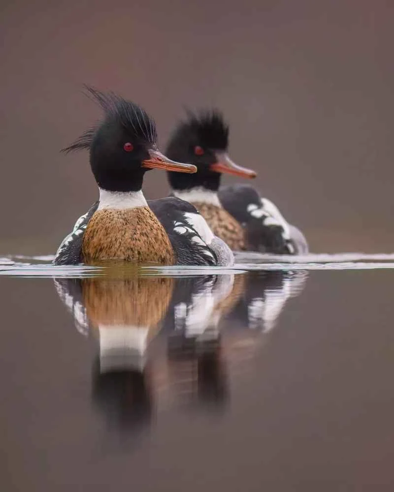 红胸秋沙鸭▲▼