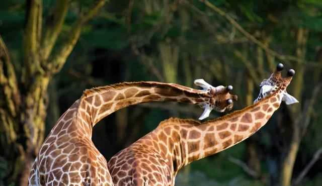 The Giraffe's Unique Fighting Style: Exploring the Mysteries of the Giraffe's "Neck Fight"